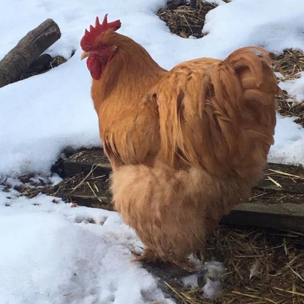 Meet your Posher, Jo jo